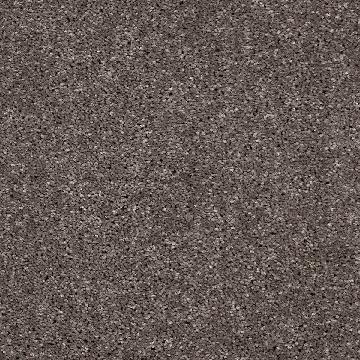 Atticus 49 macro shot