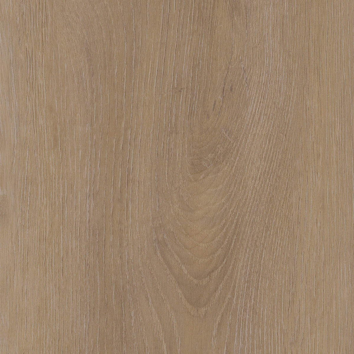 Divine Oak - Cookie macro shot