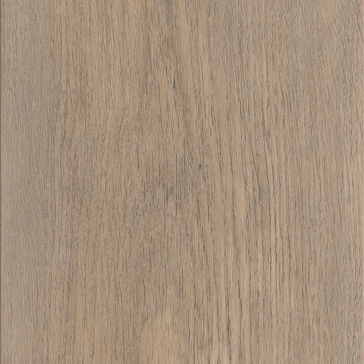 New England Oak - Sand macro shot