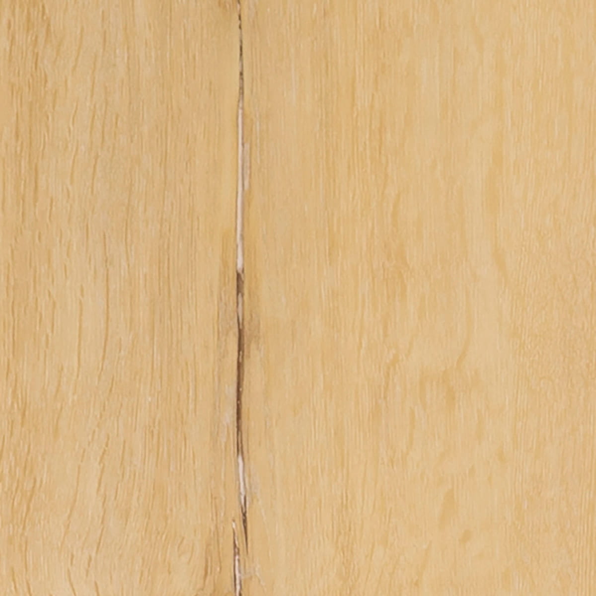 Riverside Oak - Sunshine macro shot