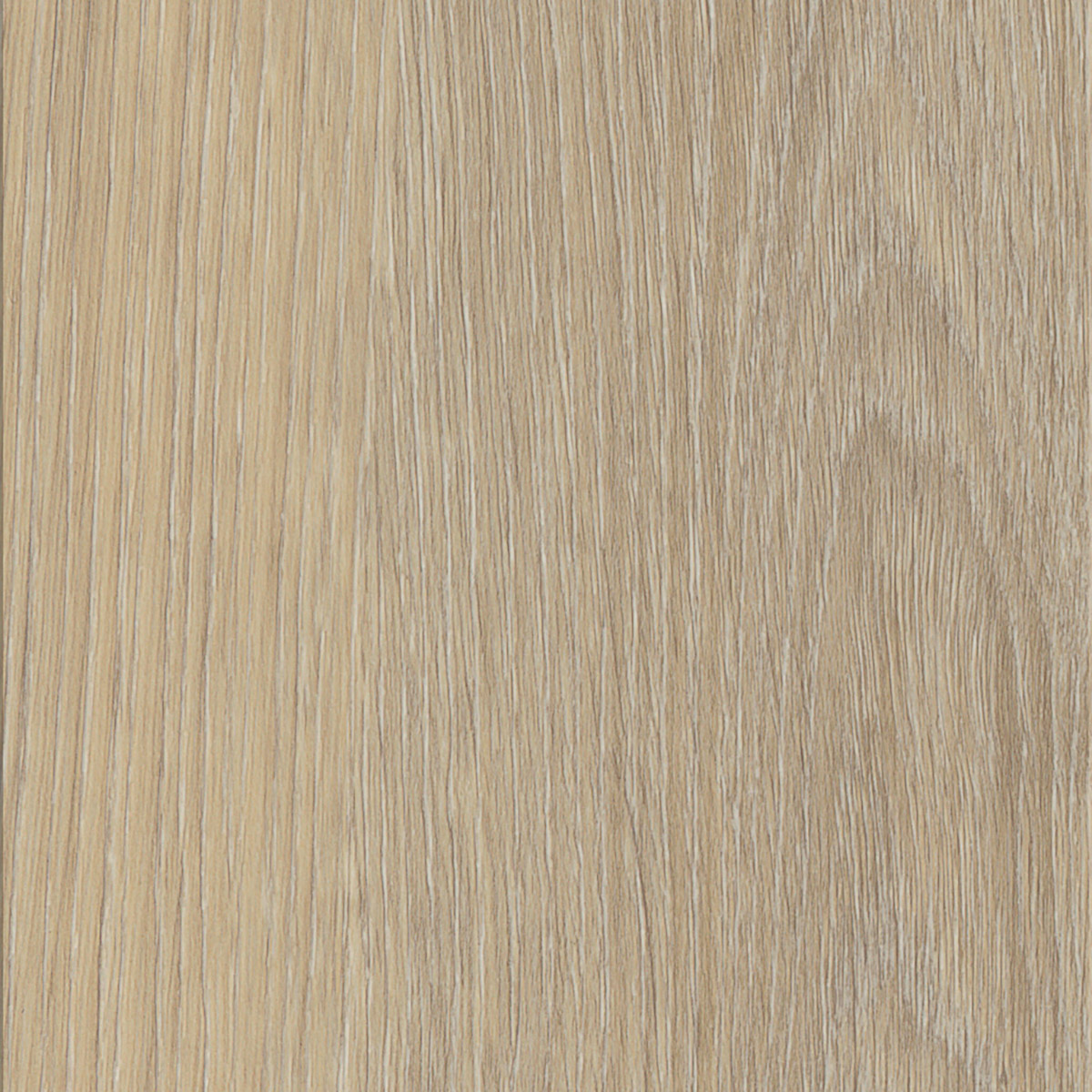 French Oak - Desert macro shot