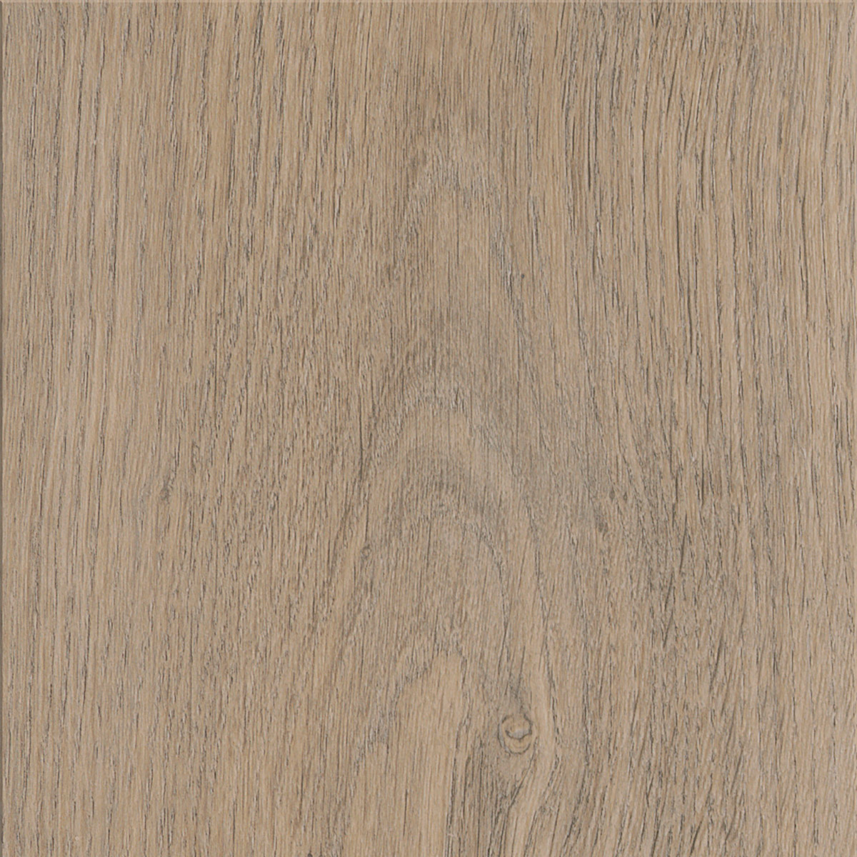 New England Oak - Sand macro shot