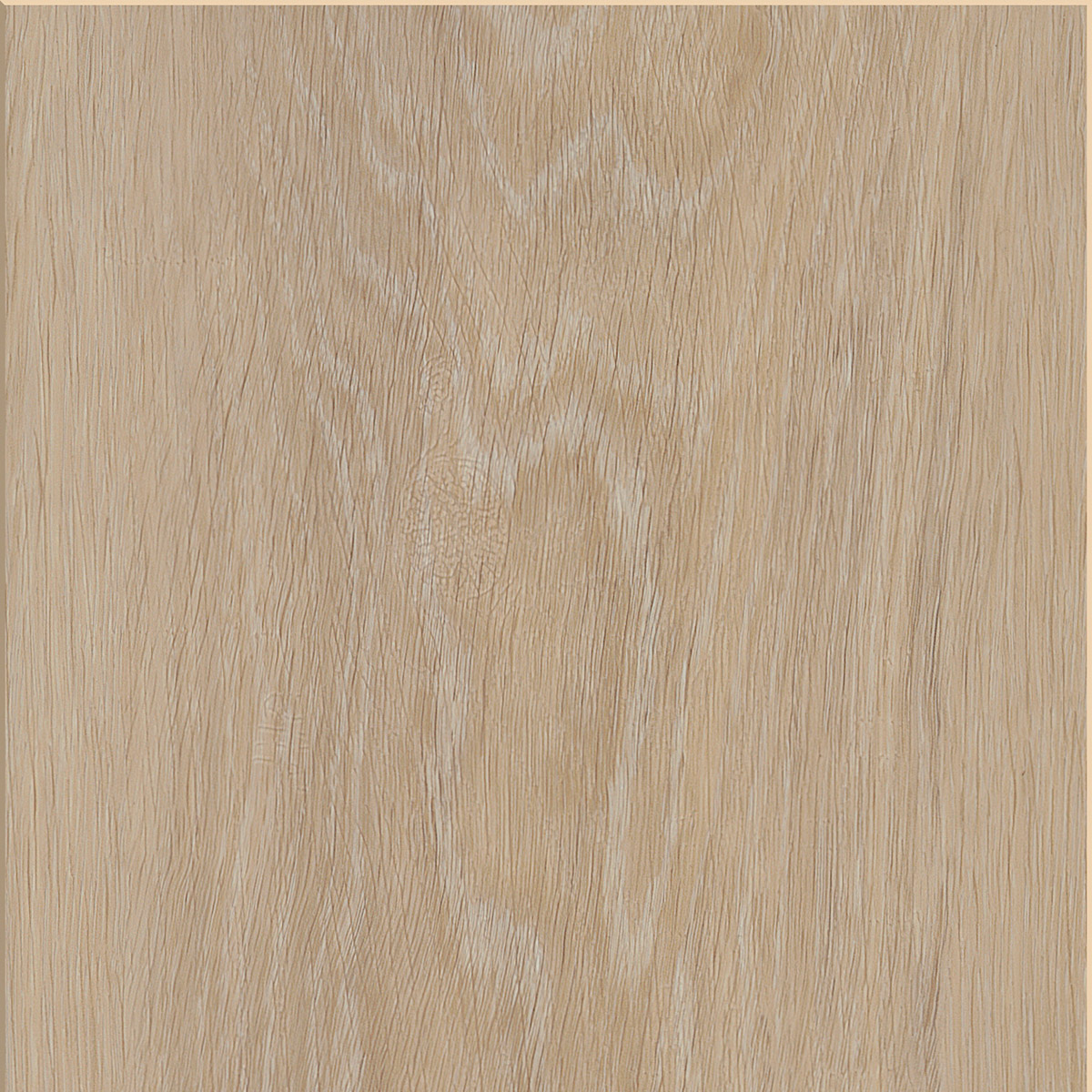 Silk Oak - Oat